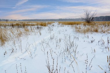 Kış manzarası. Karlı alan, ağaçlar ve güzel mavi gökyüzü. Kazanmak