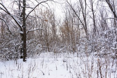 Kış manzarası. Karlı ağaçlar, Don, büyük snowdrifts ve snowfal