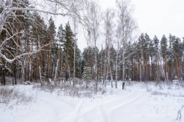 Kış manzarası. Karlı ağaçlar, Don, büyük snowdrifts ve snowfal