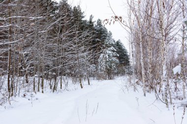 Kış manzarası. Karlı ağaçlar, Don, büyük snowdrifts ve snowfal