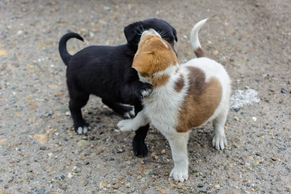 Zwei süße kleine obdachlose Welpen streiten, spielen und beißen einander — Stockfoto