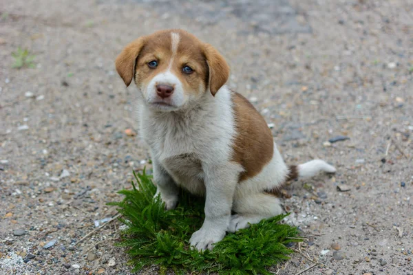A homeless puppy guards a small island of green grass. The conce