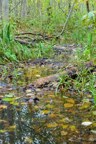 Slush, mud, water, autumn foliage, puddles, swamp, forest trail. Impassable trail in the autumn forest. Autumn landscape. — Stock Photo, Image
