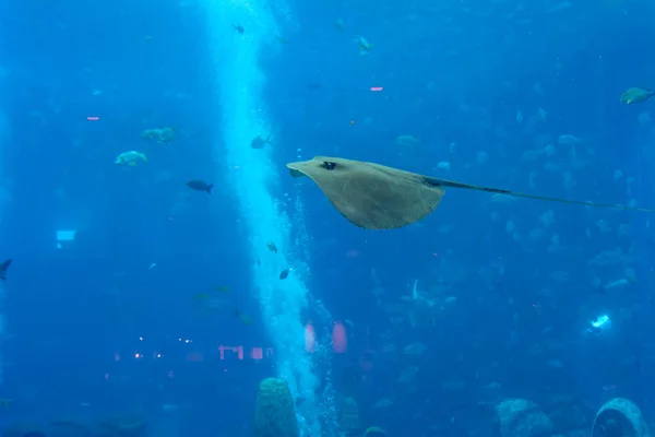 Sting Ray Zwemmen Onder Water Bathytoshia Brevicaudata Een Vissensoort Uit — Stockfoto