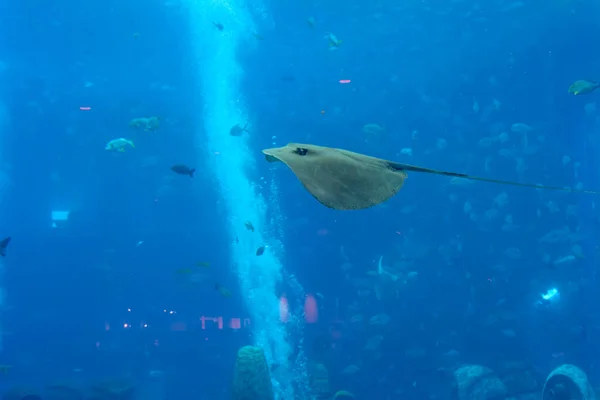 Sting Ray Swimming Underwater Short Tail Stingray Smooth Stingray Bathytoshia — Stock Photo, Image