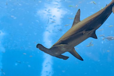 Akvaryumdaki çekiç başlı köpekbalığı. Büyük çekiç başlı (Sphyrna mokarran), Sphyrnidae familyasına ait en büyük çekiç başlı köpekbalığı türüdür. Atlantis, Sanya, Hainan Adası, Çin.