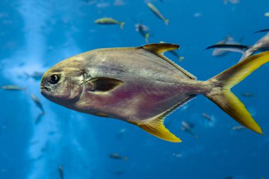 Trachinotus blochii (