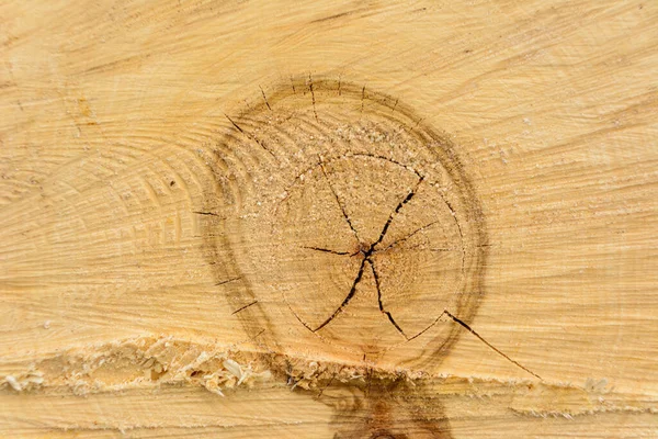 Tree ring log wood. Natural organic texture with cracked and rough surface. Close-up macro view of end cut wood tree section with cracks. Wooden surface with annual rings.