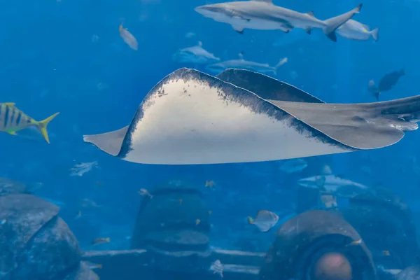 Sting Ray Swimming Underwater 短尾刺灰或平纹刺灰 Bathytoshia Brevicaudata 是稻草科中一种常见的刺光种类 中国海南岛 亚特兰蒂斯 — 图库照片