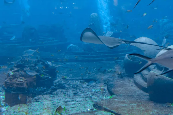 Sting ray swimming underwater. The short-tail stingray or smooth stingray (Bathytoshia brevicaudata) is a common species of sting-ray in the family Dasyatidae. Atlantis, Sanya, island Hainan, China.