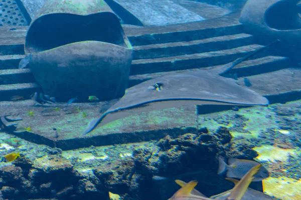 Sting Ray Nadando Bajo Agua Raya Cola Corta Bathytoshia Brevicaudata —  Fotos de Stock