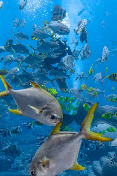 Underwater photographers on scuba dives with in the huge aquarium. Divers with camera surrounded by a large number of fish. Sanya, Hainan, China.