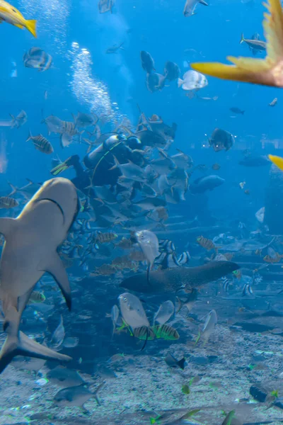 Underwater photographers on scuba dives with in the huge aquarium. Divers with camera surrounded by a large number of fish. Sanya, Hainan, China.