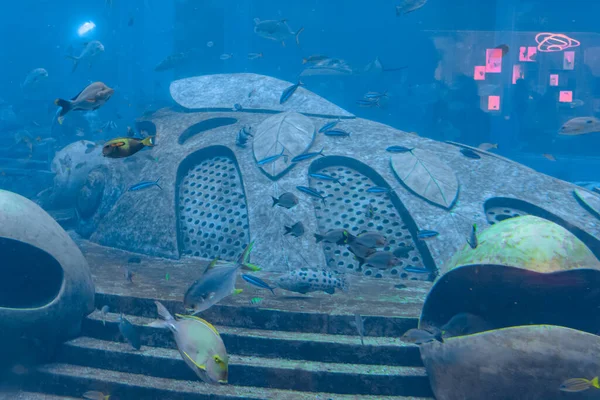 A wide variety of fishes (more than 500 species fishes, sharks, corals and shellfish) in a huge aquarium in Hotel Atlantis on island Hainan. Sanya, China.