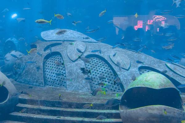 Una Amplia Variedad Peces Más 500 Especies Peces Tiburones Corales —  Fotos de Stock