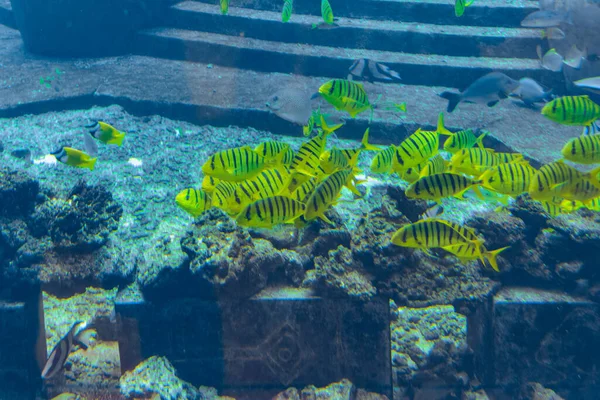 A wide variety of fishes (more than 500 species fishes, sharks, corals and shellfish) in a huge aquarium in Hotel Atlantis on island Hainan. Sanya, China.