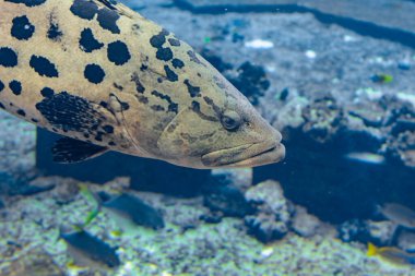 Büyük akvaryumdaki Mycteroperca rosacea (leopar orfozu), Doğu Pasifik 'ten gelen bir orfoz türü. Boyu 86 cm 'ye kadar uzuyor. Sanya, Hainan Adası, Çin.