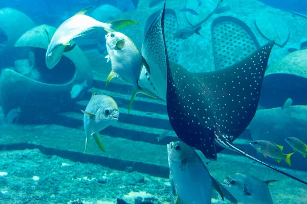 Ocellated Eagle Ray Aetobatus Ocellatus Species Cartilaginous Fish Eagle Ray — Stock Photo, Image