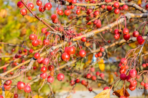 Autumn Little Wild Apples Close Selective Focus Autumn Landscape — Stock Photo, Image