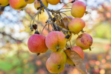 Sonbahar olgun elmaları yakın plan. Seçici odaklanma. Sonbahar manzarası.