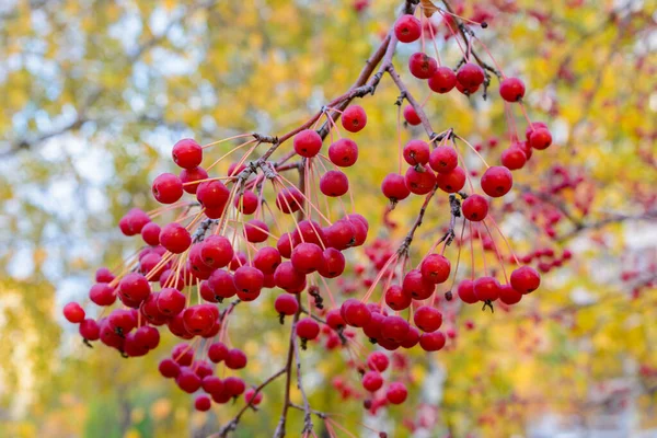 Autumn Little Wild Apples Close Selective Focus Autumn Landscape — Stock Photo, Image