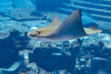 Stingray su altında yüzüyor. İğne vatozu, ılıman ve tropikal sularda da bulunur. Atlantis, Sanya, Hainan Adası, Çin.