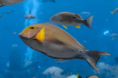 Acanthurus xanthopterus (Acanthurus xanthopterus) veya Akvaryum Atlantis, Sanya City, ada Hainan, Çin 'de bulunan sarı yüzgeçli cerrah balığı (Acanthurus dussumieri)..