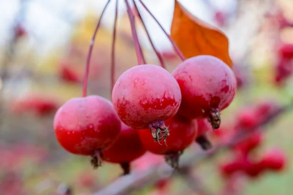 Autumn Ripe Apples Close Selective Focus Autumn Landscape — Stock Photo, Image