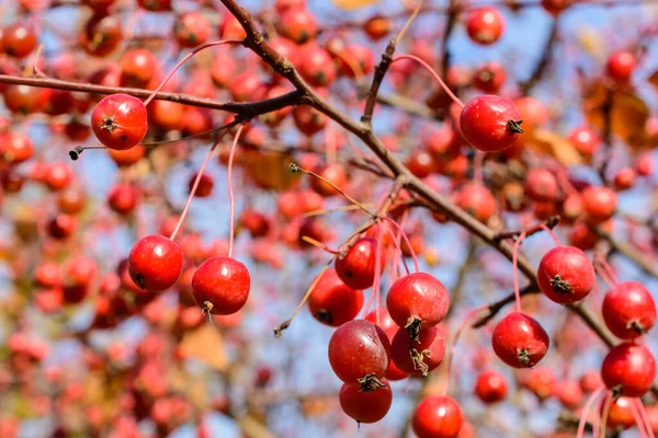 Autumn Little Wild Apples Close Selective Focus Autumn Landscape — Stock Photo, Image