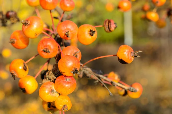 Autumn Little Wild Apples Close Selective Focus Autumn Landscape — Stock Photo, Image