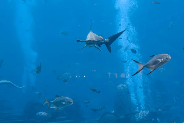Žralok Kladivoun Akváriu Velký Kladivoun Sphyrna Mokarran Největší Druh Kladivouna — Stock fotografie
