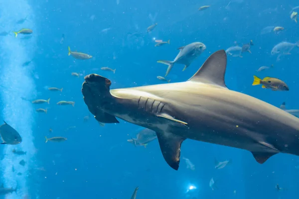 鱼缸里的锤头鲨大锤头鲨 Sphyrna Mokarran 是锤头鲨中最大的种类 属于Sphyrnidae科 中国海南岛 亚特兰蒂斯 — 图库照片