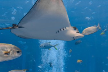 Sekizgen kartal ışını (