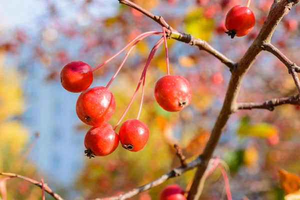 Autumn Little Wild Apples Close Selective Focus Autumn Landscape — Stock Photo, Image