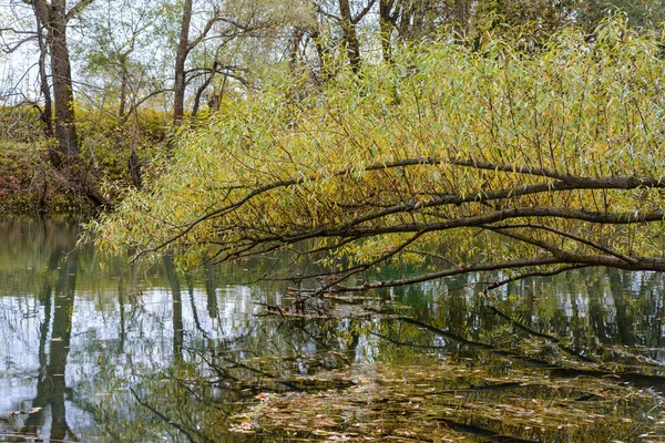 Barevné Mnohobarevné Listy Stromů Odlesku Řeky Časné Podzimní Ráno Řece — Stock fotografie