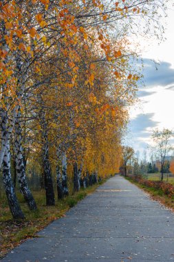 Şehir caddesi yolu düşmüş sarı, turuncu ve kırmızı yapraklarla doludur. Sonbahar manzarası.