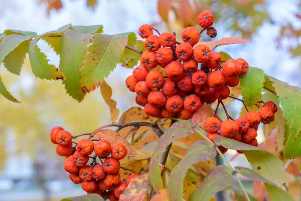 Autumn Rowan Red Dry Berries Close Selective Focus Autumn Landscape — Stock Photo, Image