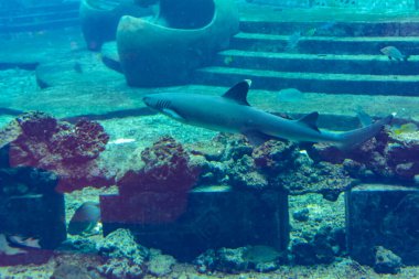 Atlantis yakınlarında bir resif köpekbalığının yakın çekimi, Hainan Adası, Çin.