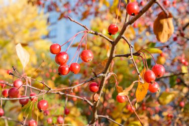 Sonbahar küçük yaban elmaları yakın plan. Seçici odaklanma. Sonbahar manzarası.