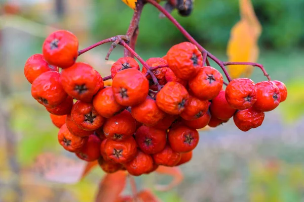 Kırmızı Kuru Böğürtlenli Autumn Rowan Seçici Odaklanma Sonbahar Manzarası — Stok fotoğraf