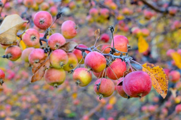Hösten Mogna Äpplen Närbild Selektivt Fokus Höstlandskap — Stockfoto