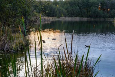 Ördekler sabahın erken saatlerinde Kazan 'daki Mavi Göl' de yüzerler. - Rusya. Gündoğumu, sazlıklar, çimenler, ağaçlar ve turkuaz göl.