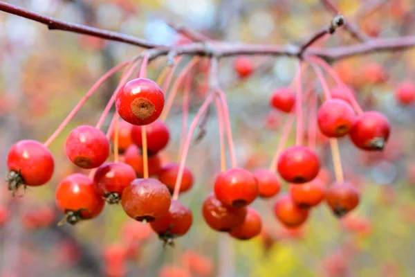 秋天的野生小苹果特写 有选择的重点 秋天的风景 — 图库照片