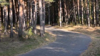 Bir adam sonbahar ormanında asfalt yolda paten kayıyor..