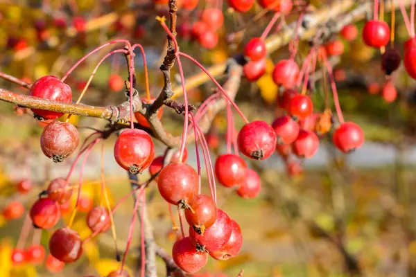 Autumn Little Wild Apples Close Selective Focus Autumn Landscape — Stock Photo, Image