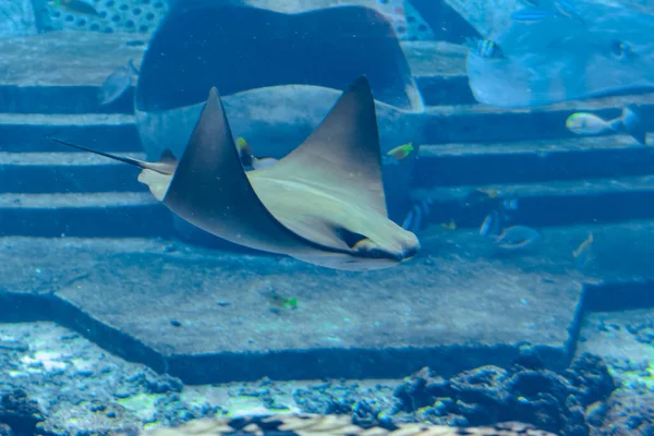 Stingray Nuotare Sott Acqua Raggio Pungente Anche Chiamato Gatti Marini — Foto Stock