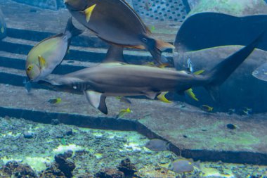 Akvaryumdaki çekiç başlı köpekbalığı. Büyük çekiç başlı (Sphyrna mokarran), Sphyrnidae familyasına ait en büyük çekiç başlı köpekbalığı türüdür. Atlantis, Sanya, Hainan Adası, Çin.