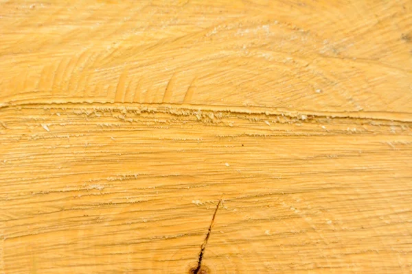 Tree ring log wood. Natural organic texture with cracked and rough surface. Close-up macro view of end cut wood tree section with cracks. Wooden surface with annual rings.