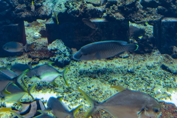 Humphead Wrasse Aquarium Cheilinus Undulatus Maori Napoleon Wrasse Large Species — Stock Photo, Image