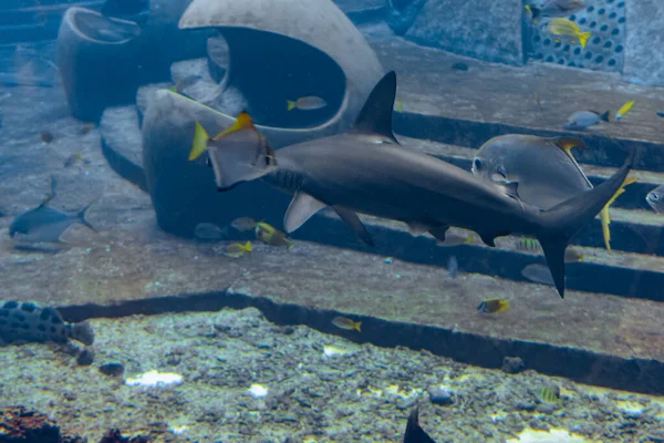 鱼缸里的锤头鲨大锤头鲨 Sphyrna Mokarran 是锤头鲨中最大的种类 属于Sphyrnidae科 中国海南岛 亚特兰蒂斯 — 图库照片